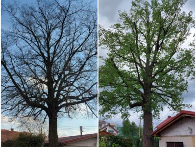 Lípa malolistá,obvodová redukce a zdravotní řez
