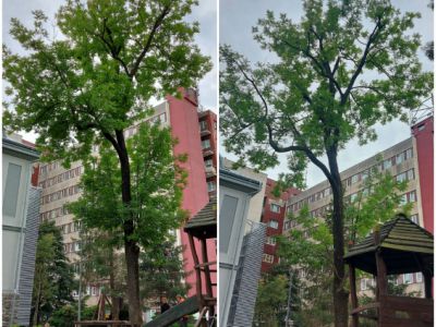 Jasan ztepilý, zdravotní a bezpečnostní řez