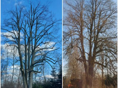 Lípa malolistá,obvodová redukce a zdravotní řez,